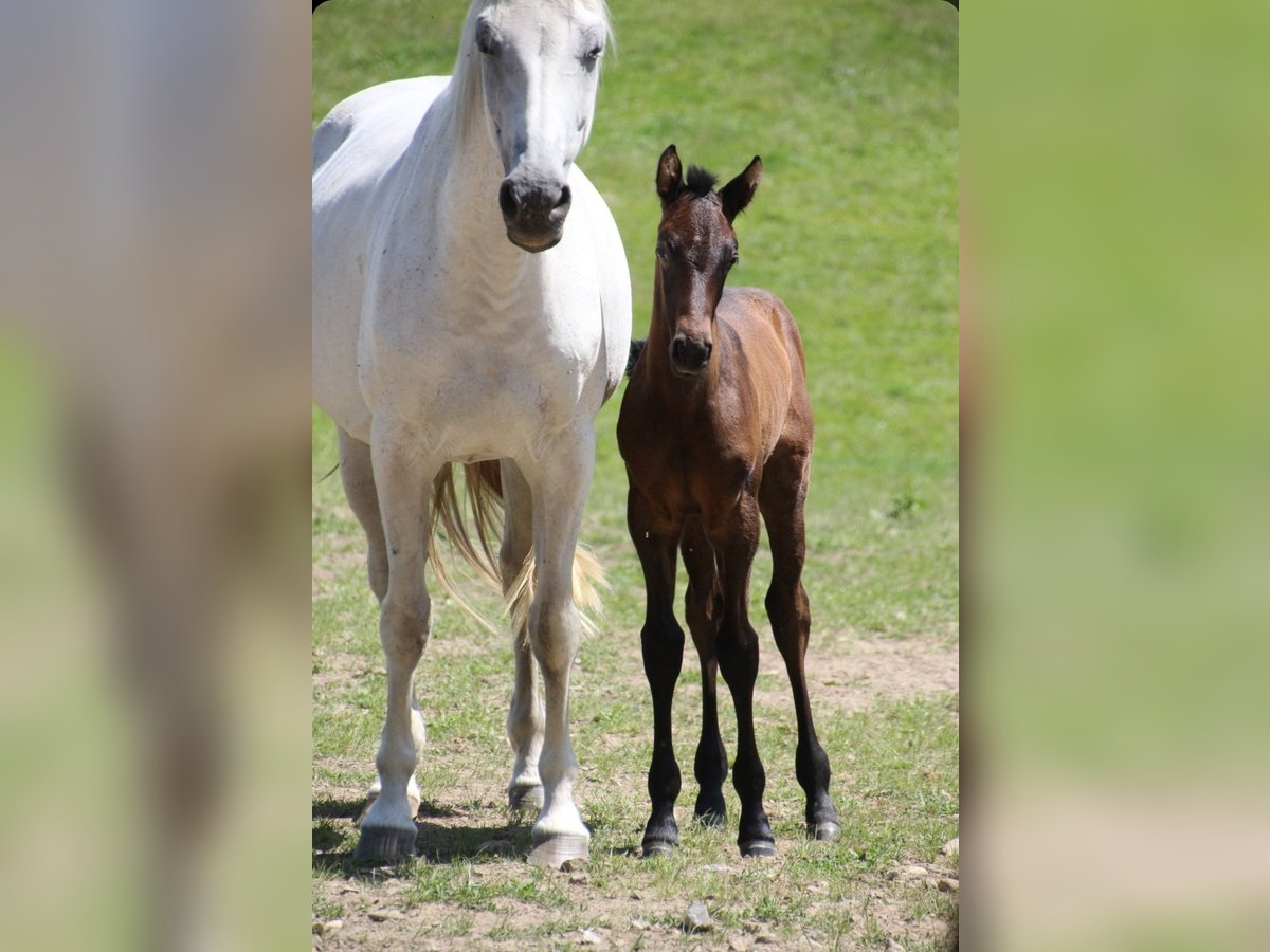 Holstein Stallion Foal (05/2025) in Bredenbek