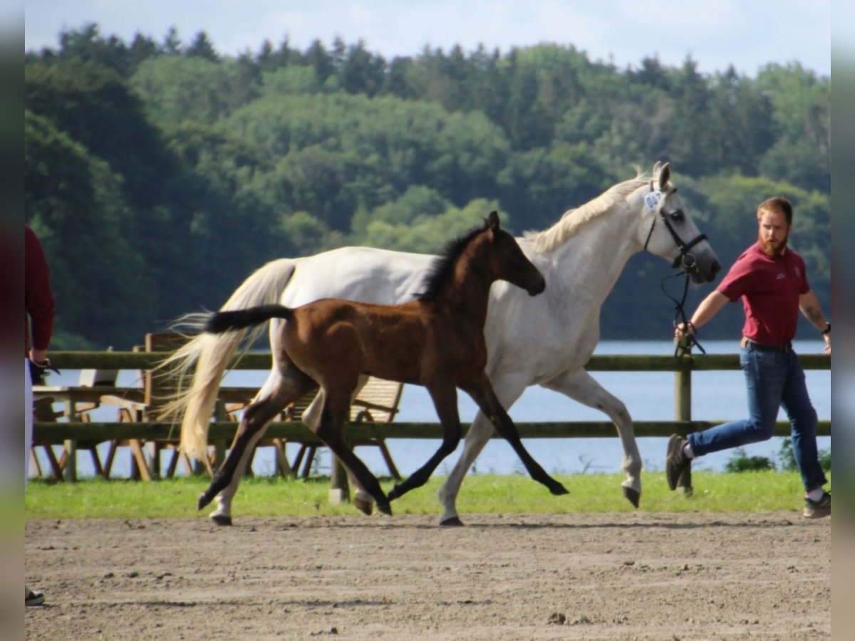 Holstein Stallion Foal (05/2025) in Bredenbek