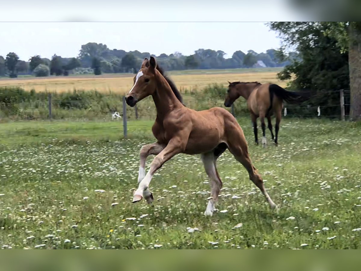 Holstein Stallion Foal (06/2025) in Breitenberg