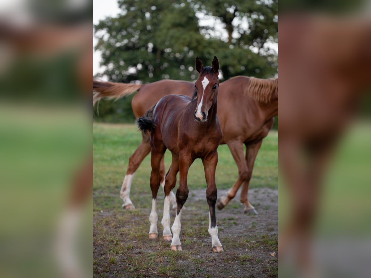 Holstein Stallion Foal (04/2025) in Westerhorn
