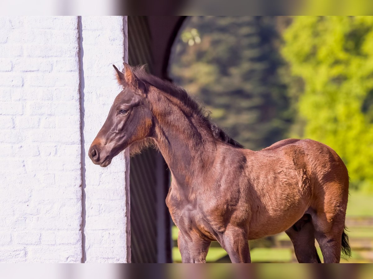 Holstein Stallion Foal (03/2024) Smoky-Black in Schierensee