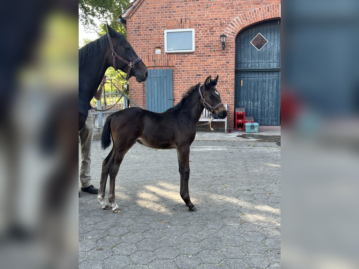 Holstein Stallion Foal (04/2025) Smoky-Black in Beelen