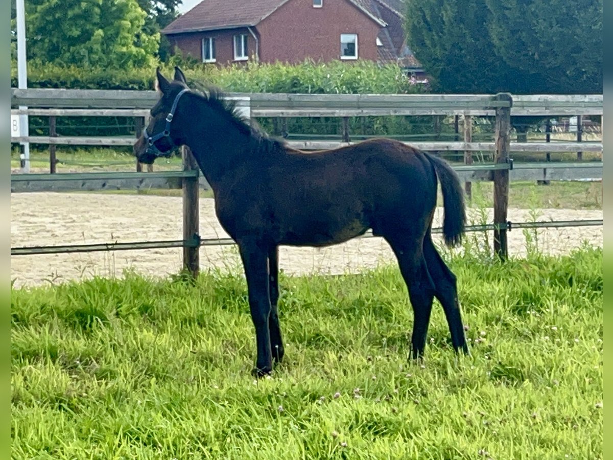 Holstein Stallion Foal (04/2025) Smoky-Black in Beelen