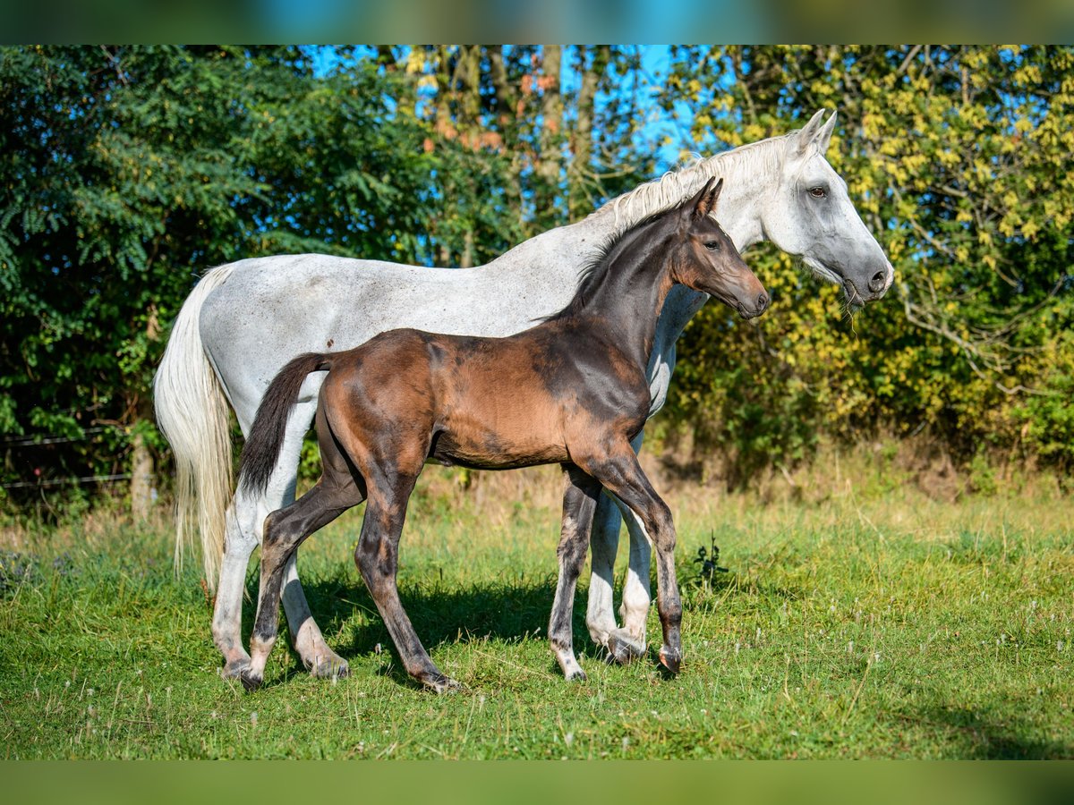 Holstein Stallion Foal (01/2025) Smoky-Black in Radonice