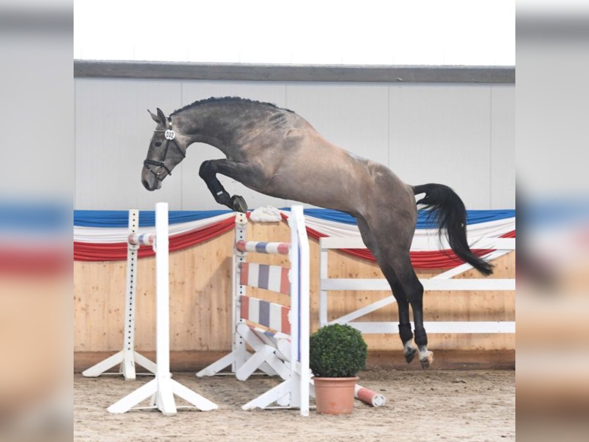 Holstein Stallion Grey in Klein Offenseth-Sparrieshoop