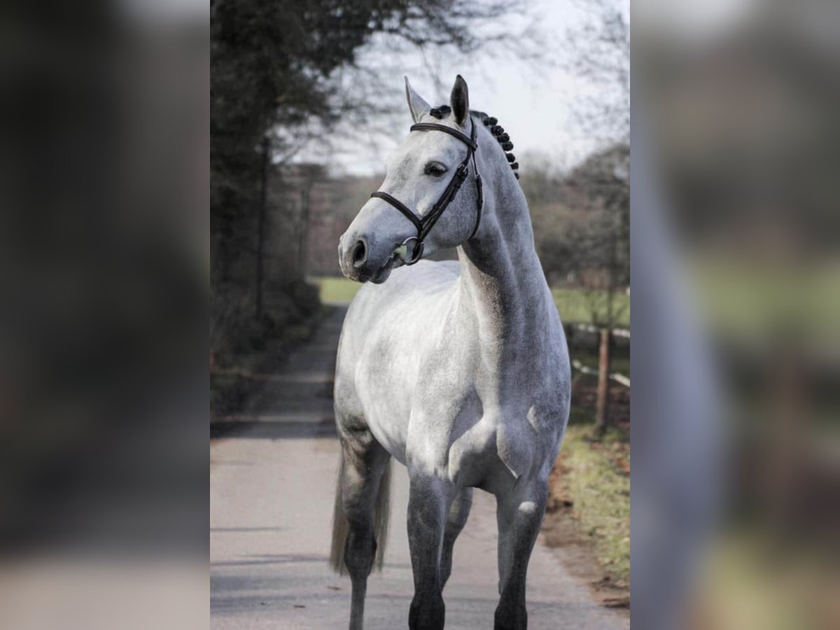 Holstein Stallion Grey in M&#xFC;nster