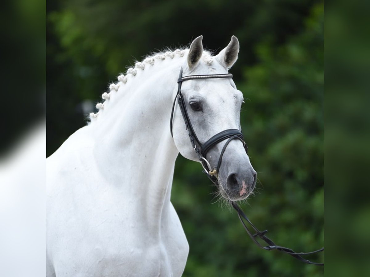 Holstein Stallion in Klein Offenseth-Sparrieshoop