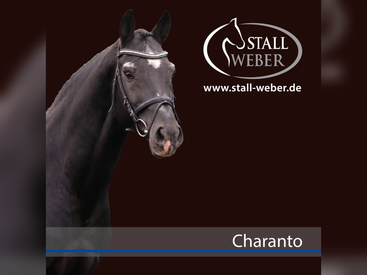 Holstein Stallion Smoky-Black in Dudeldorf
