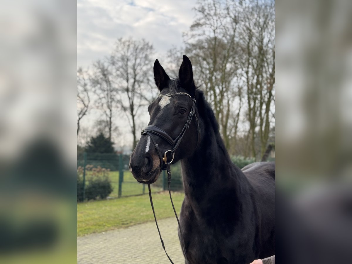 Holstein Stallone 10 Anni 175 cm Baio nero in Steinfeld (Oldenburg)