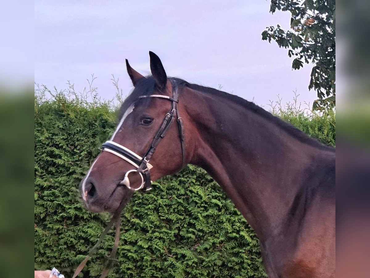 Holstein Stallone 2 Anni 168 cm Baio in Hohenmocker