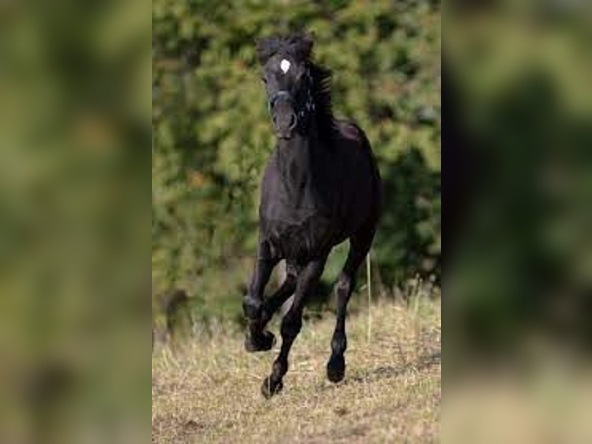 Holstein Stallone 2 Anni 170 cm Può diventare grigio in Ravensburg