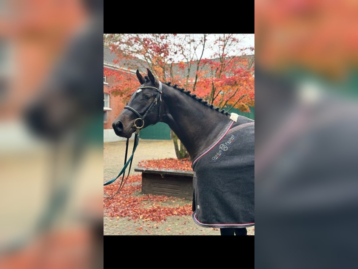 Holstein Stallone 3 Anni Baio in Windeby