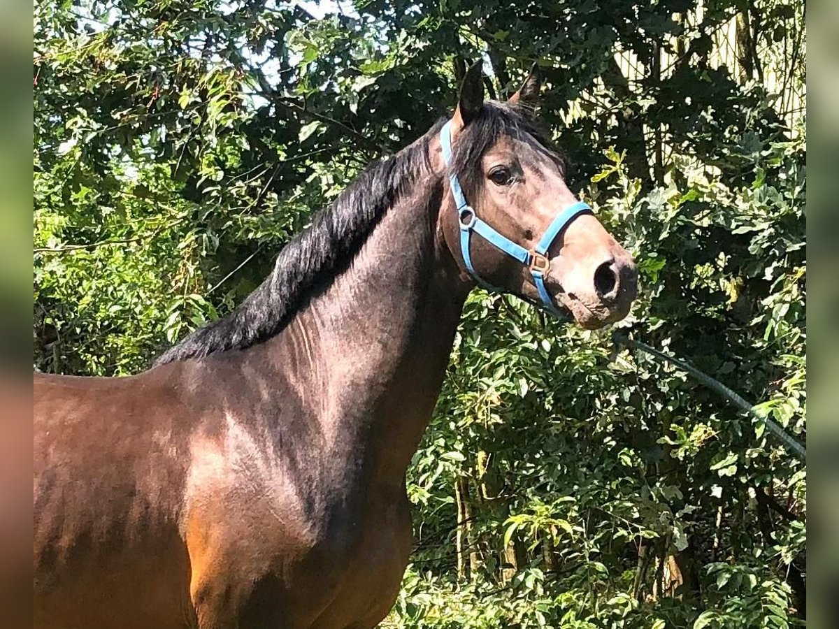 Holstein Stallone 4 Anni 167 cm Baio scuro in Heidgraben