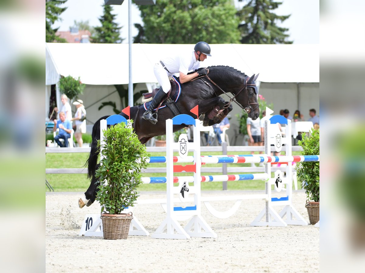 Holstein Stallone in Klein Offenseth-Sparrieshoop
