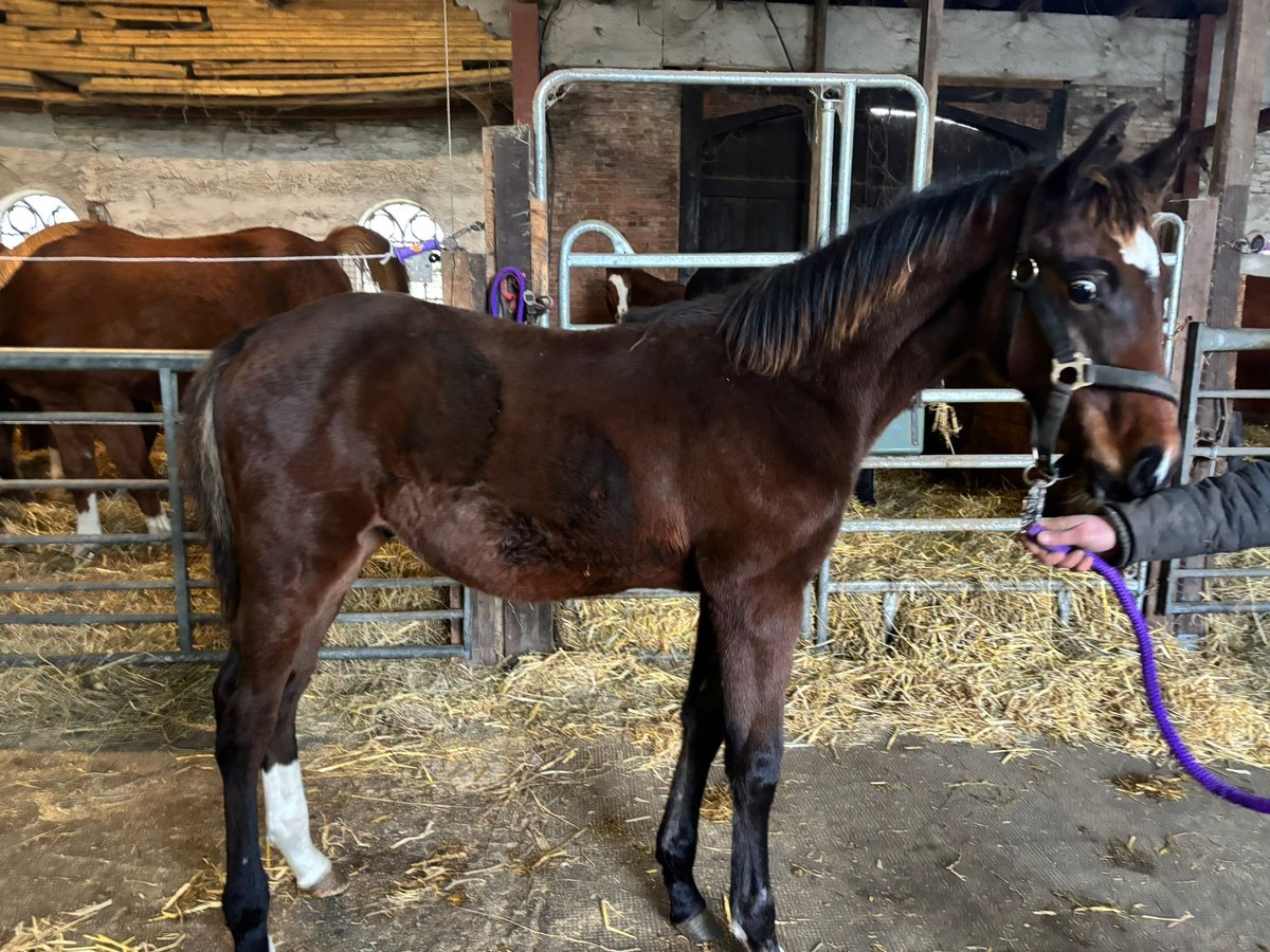 Holstein Stallone  142 cm Baio in Heide