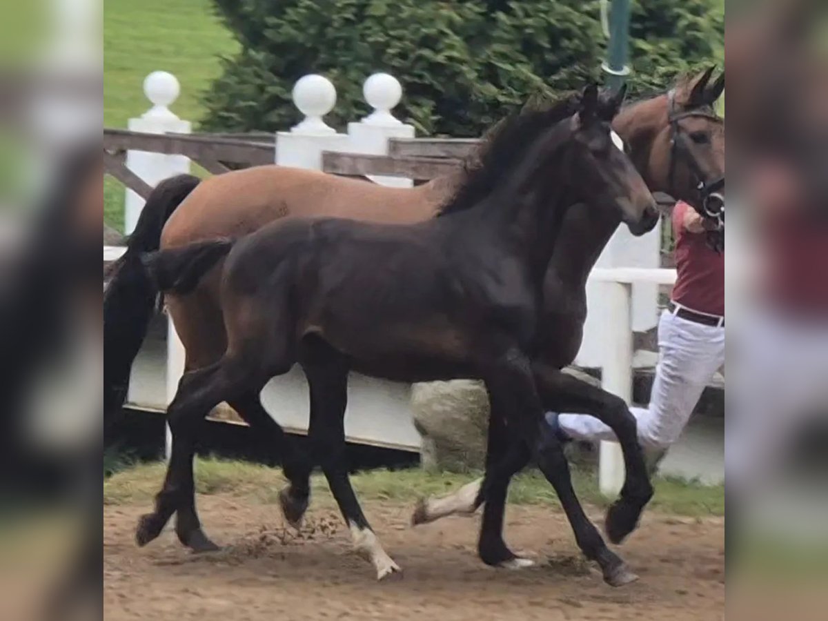 Holstein Stallone Puledri (03/2024) 170 cm Baio nero in Schönhorst