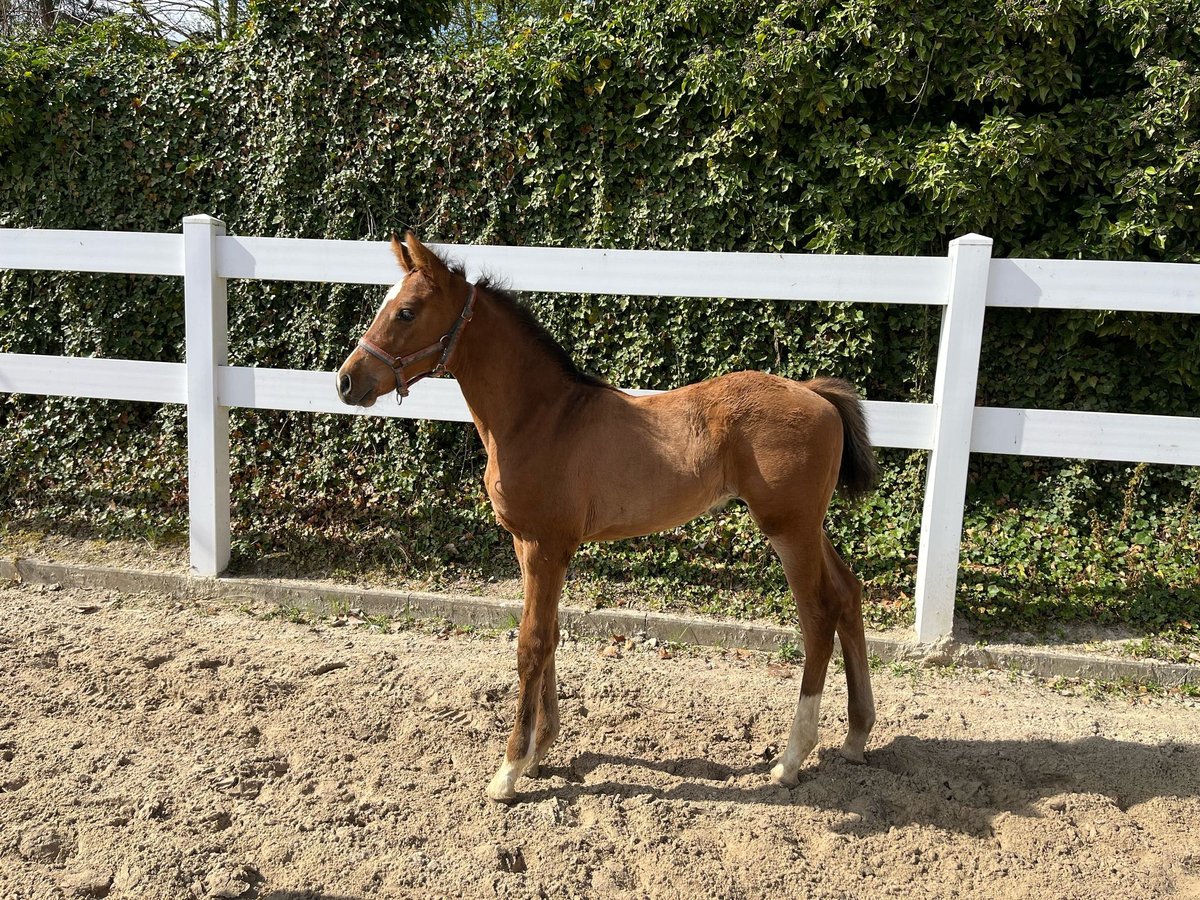 Holstein Stallone  Baio in Dörsdorf