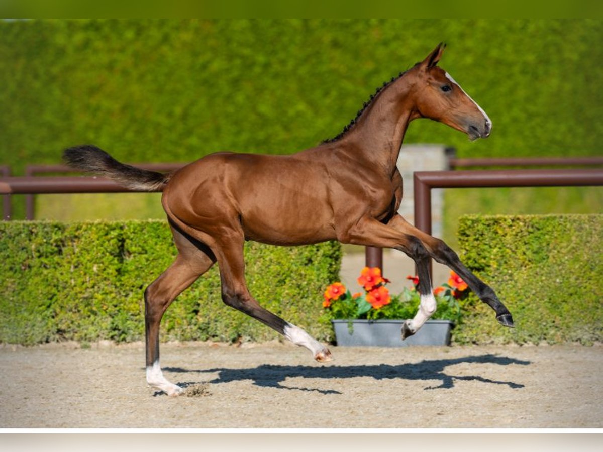 Holstein Stallone  Baio in Eelde