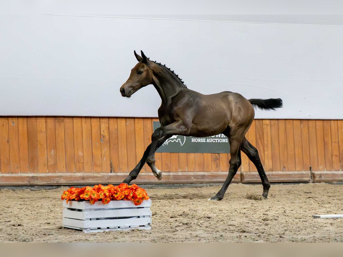 Holstein Stallone Puledri (04/2025) in Babor&#xF3;wko