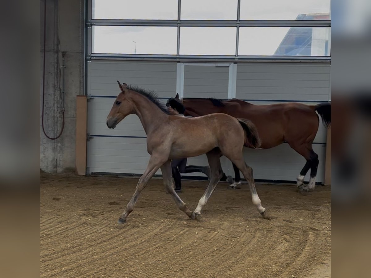 Holstein Stallone Puledri (04/2025) Grigio in Schwandorf