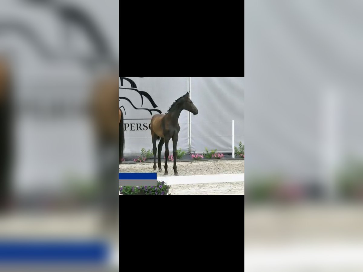 Holstein Stallone Puledri (04/2025) Grigio in KIELNO