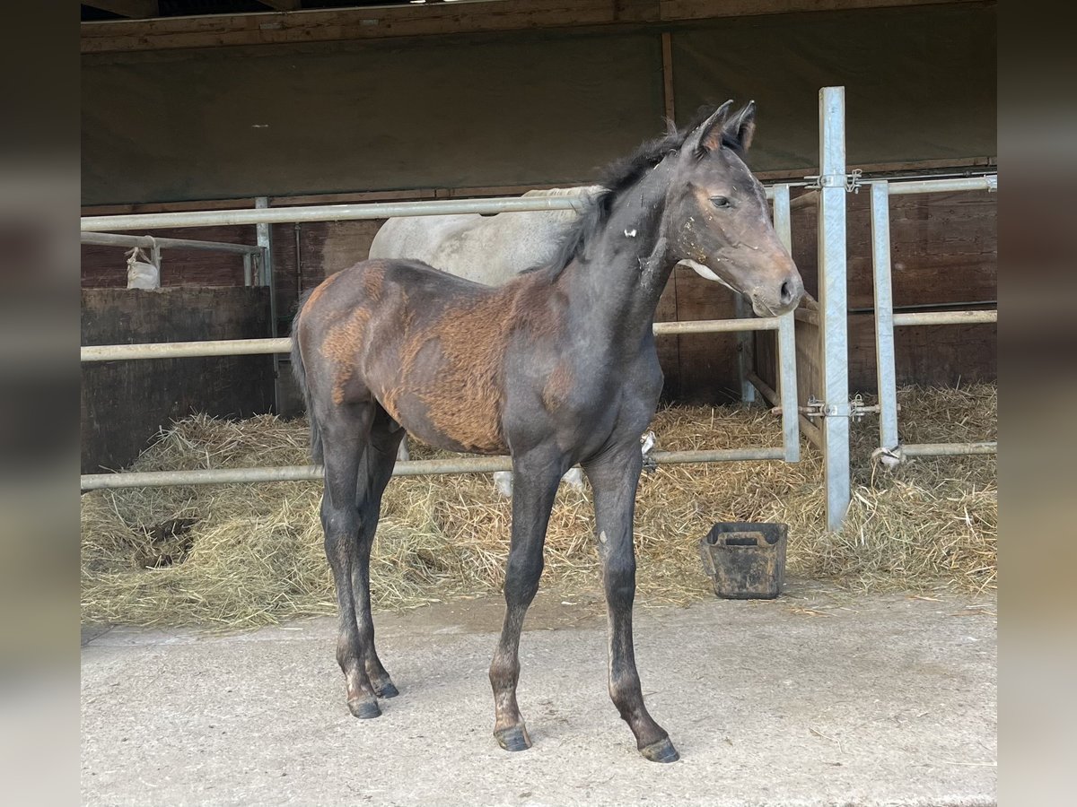 Holstein Stallone Puledri (03/2024) Può diventare grigio in WaldorfGönnersdorf