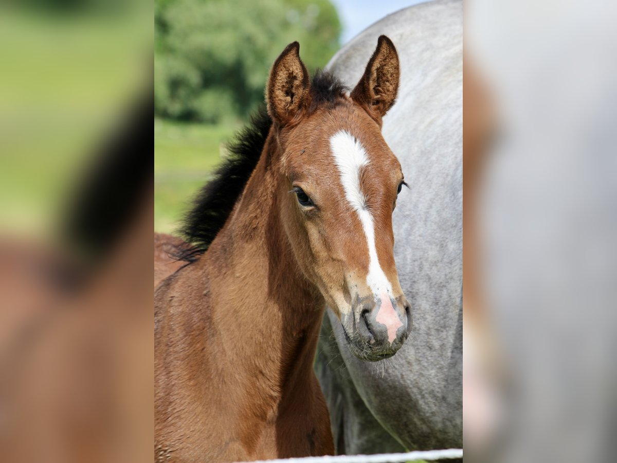 Holstein Stallone Puledri (05/2024) Può diventare grigio in Osterhever