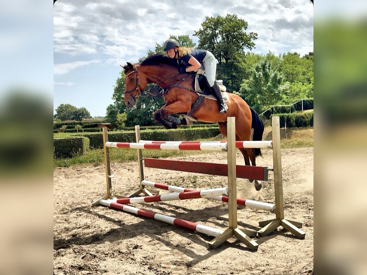 Holsteiner Étalon 13 Ans 165 cm Bai in Zossen