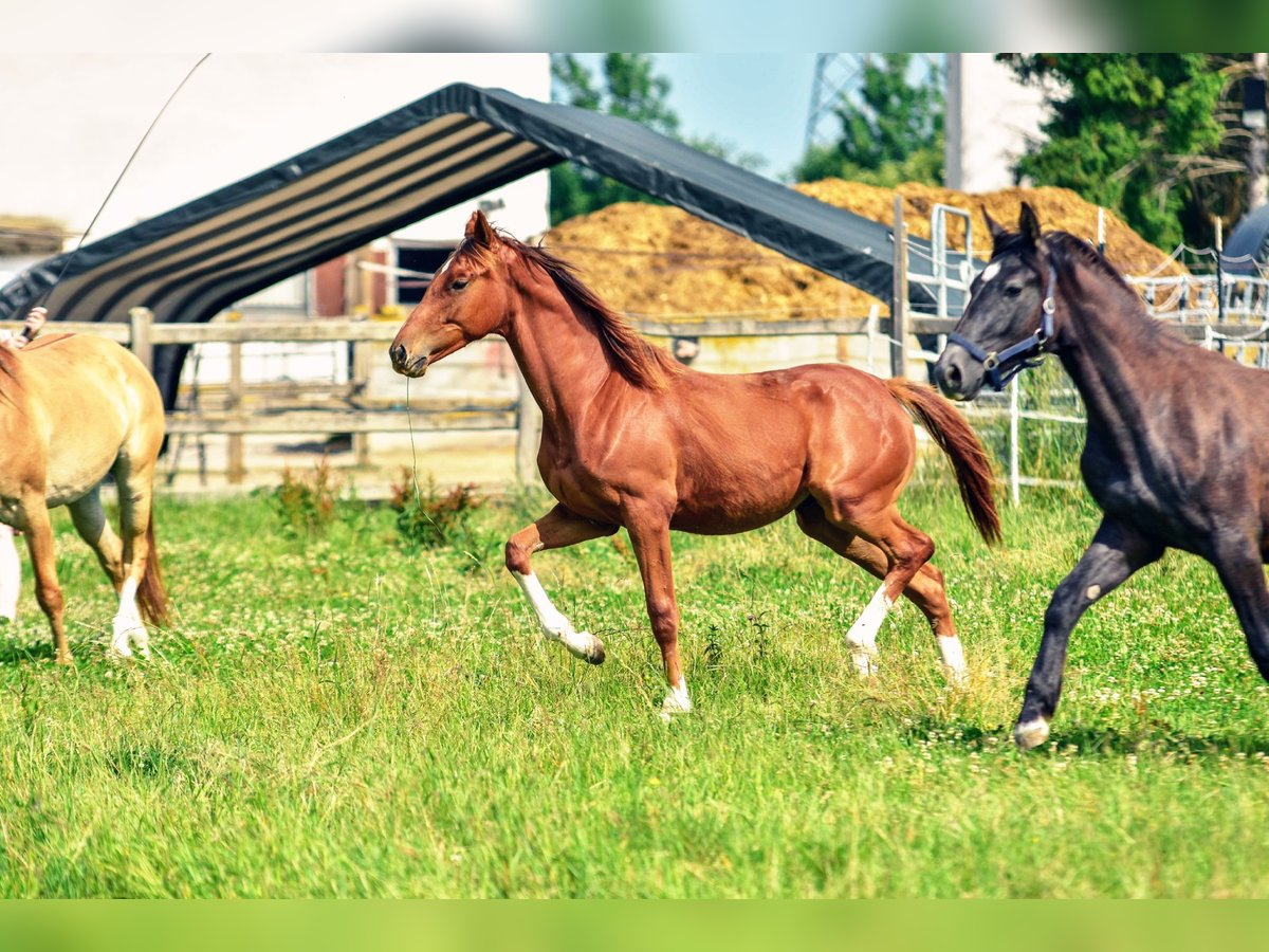 Holsteiner Croisé Étalon 1 Année 176 cm Alezan brûlé in Langenau