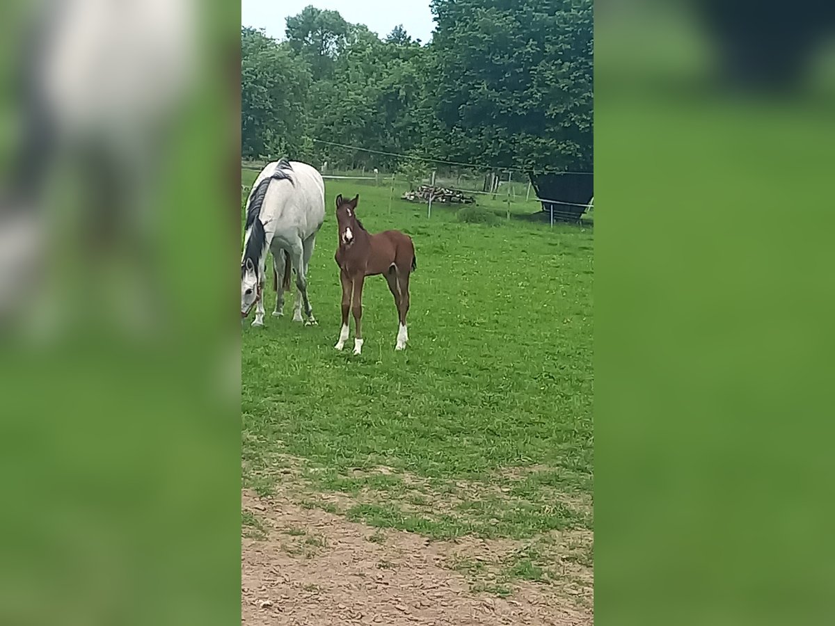 Holsteiner Étalon 1 Année Bai brun in Nusse