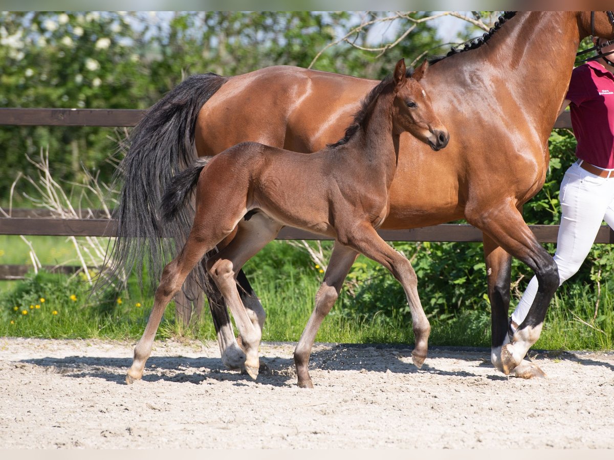 Holsteiner Étalon 1 Année Bai in Nieblum/Föhr