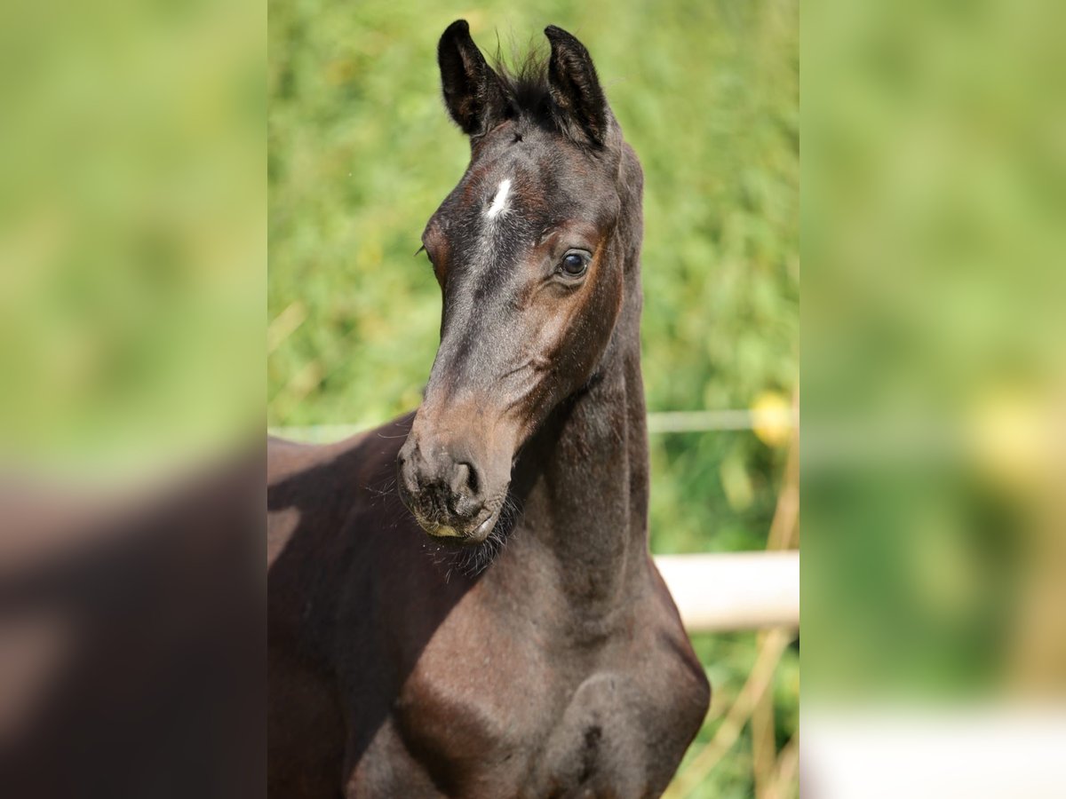 Holsteiner Étalon 1 Année Gris in Fehrenbötel