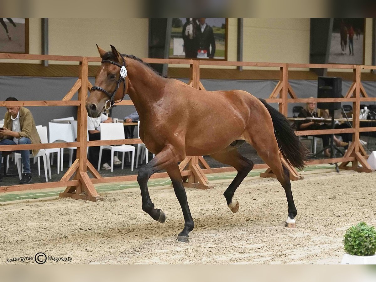 Holsteiner Étalon 2 Ans 164 cm Bai in Nowy S&#x105;cz