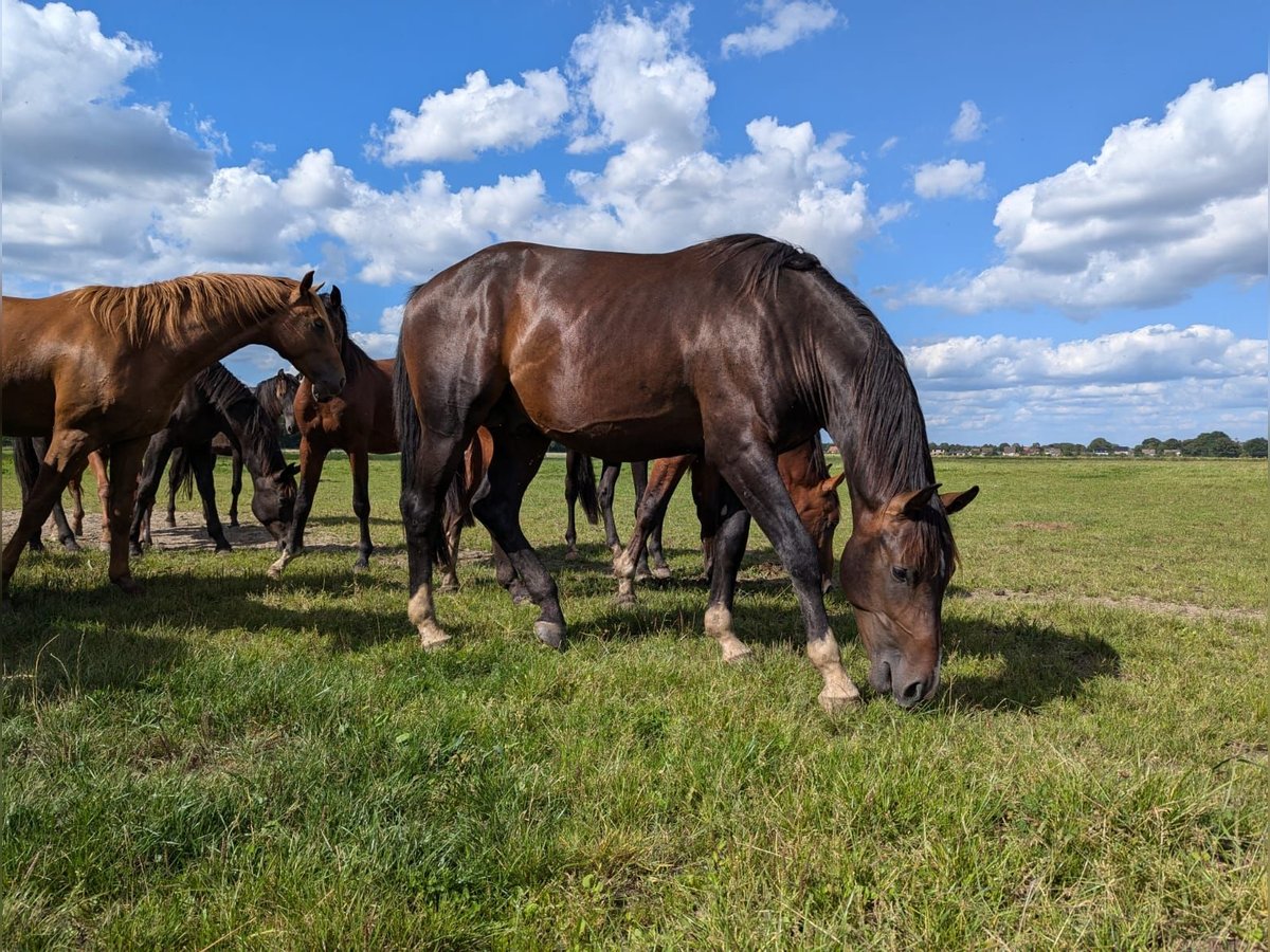 Holsteiner Étalon 2 Ans 165 cm Bai in Nienhagen