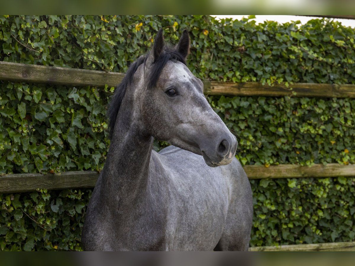 Holsteiner Étalon 3 Ans 159 cm Gris in Waddinxveen