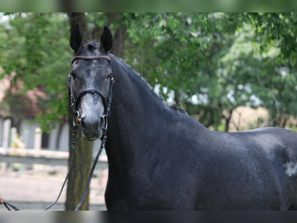 Holsteiner Étalon 3 Ans 173 cm Gris in Bekescsaba