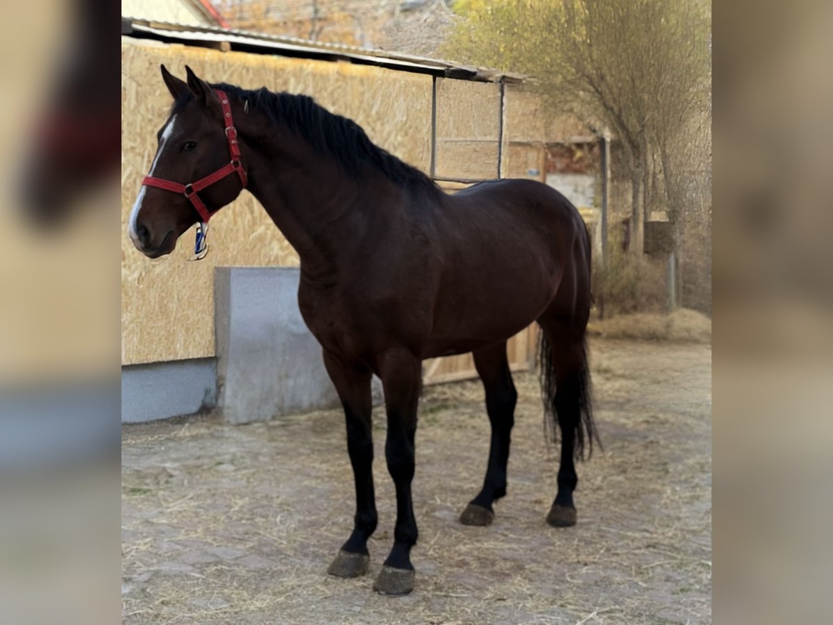 Holsteiner Étalon 4 Ans 165 cm Bai in Bekes