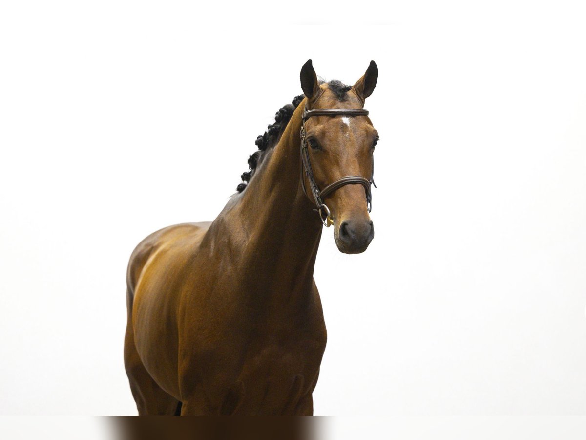 Holsteiner Étalon 5 Ans 165 cm Bai brun in Waddinxveen Holsteiner Étalon 5 Ans 165 cm Bai brun in Waddinxveen