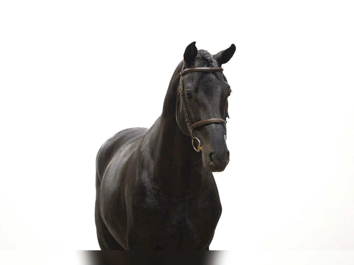 Holsteiner Étalon 6 Ans 175 cm Noir in Waddinxveen