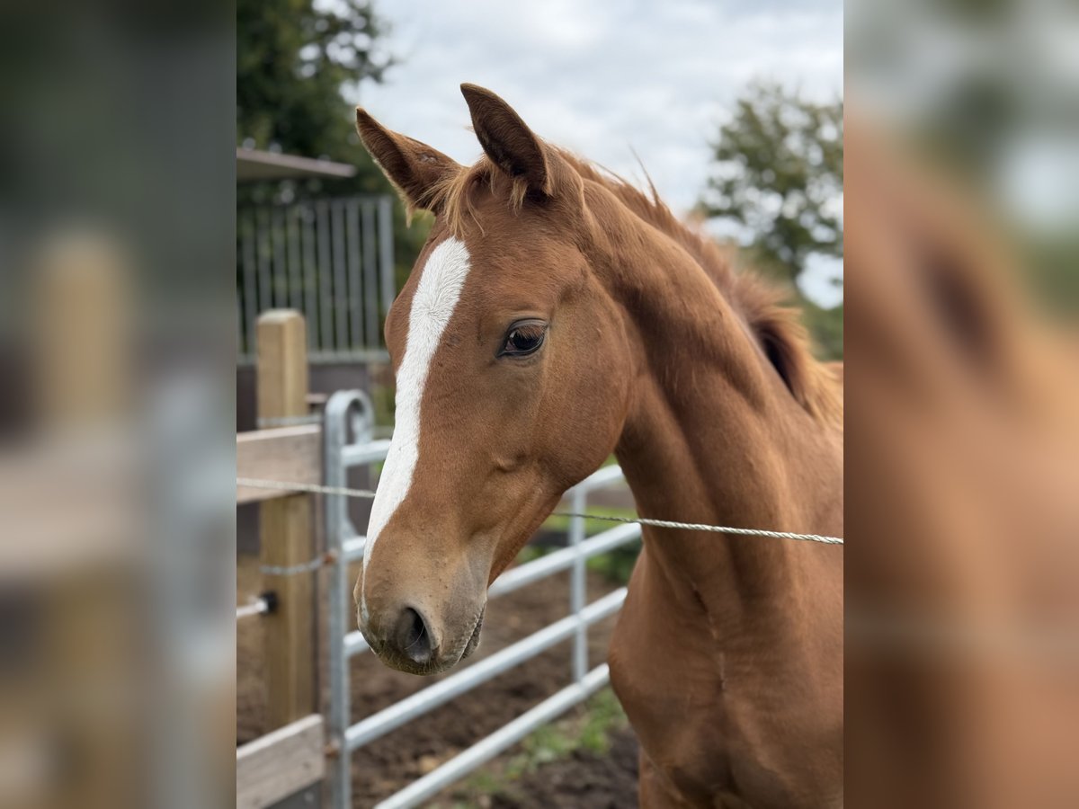 Holsteiner Étalon Poulain (05/2025) 170 cm Alezan in Kellinghusen
