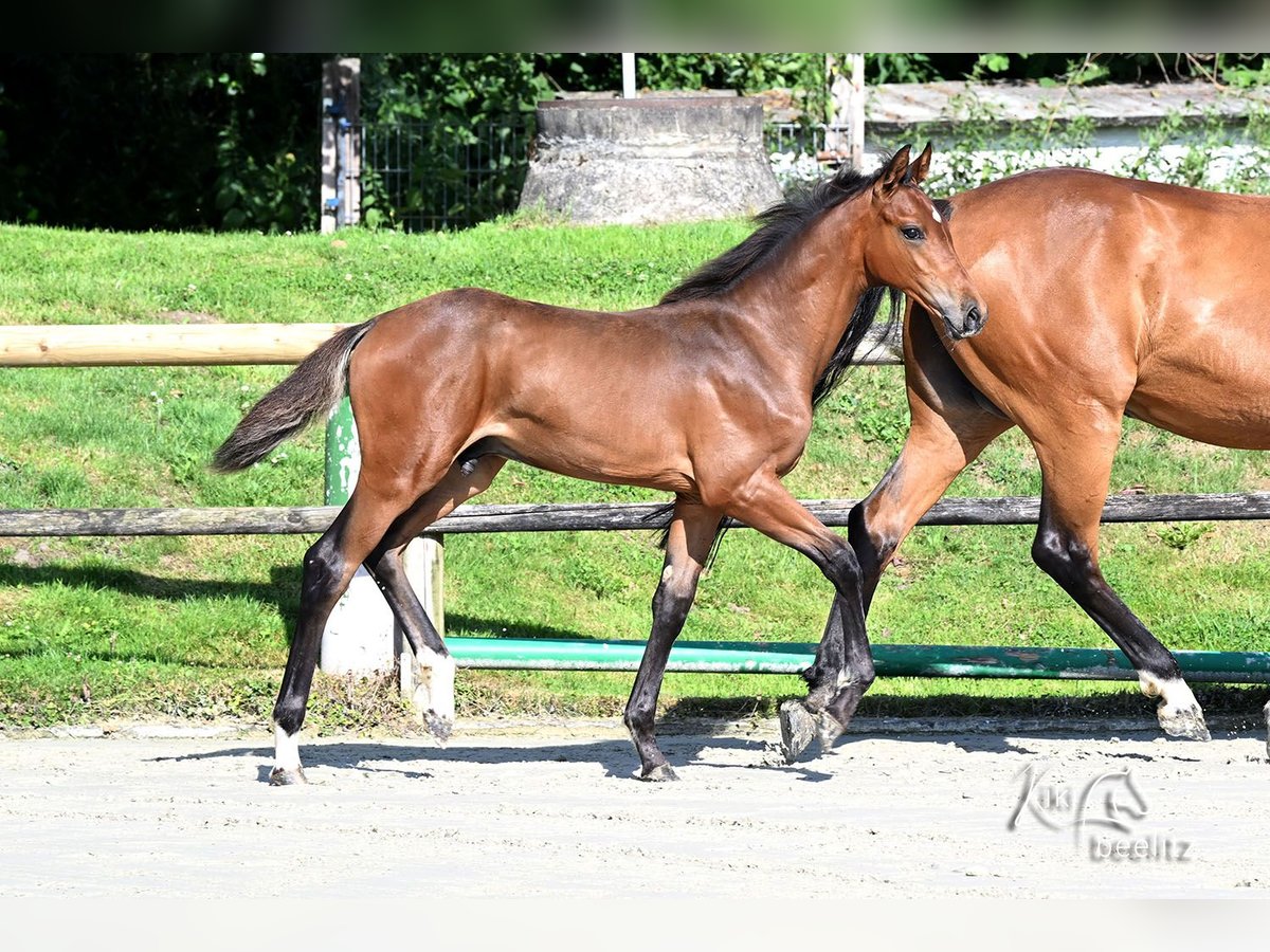 Holsteiner Étalon Poulain (04/2025) 170 cm Bai in Eslohe