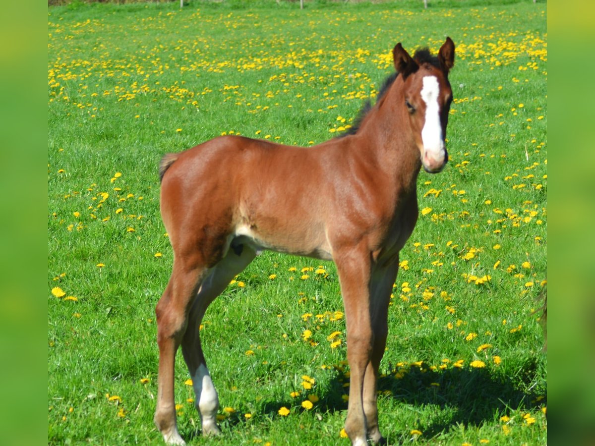 Holsteiner Étalon 170 cm Bai in Goldelund Holsteiner Étalon 170 cm Bai in Goldelund