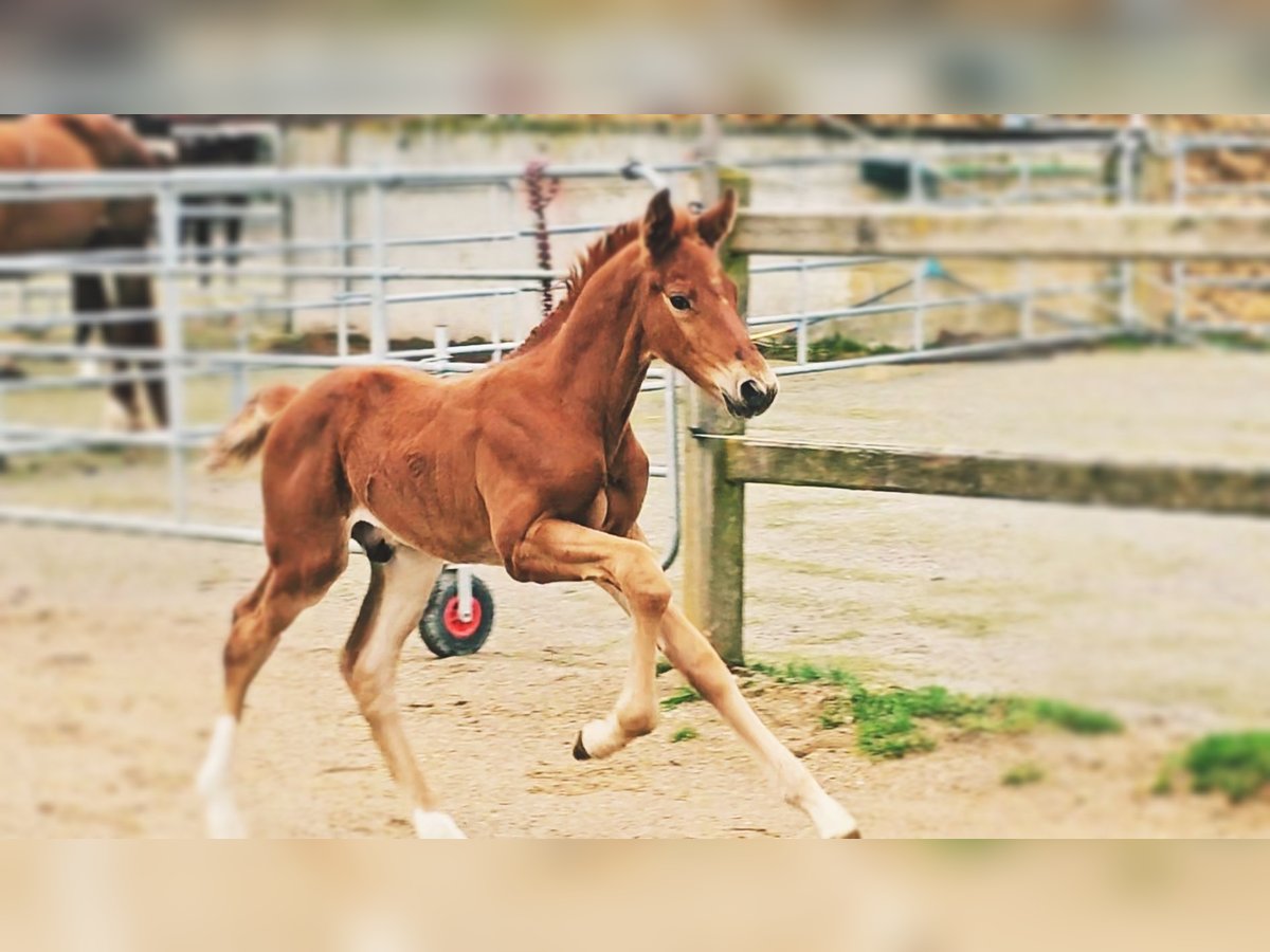 Holsteiner Étalon  176 cm Alezan brûlé in Langenau