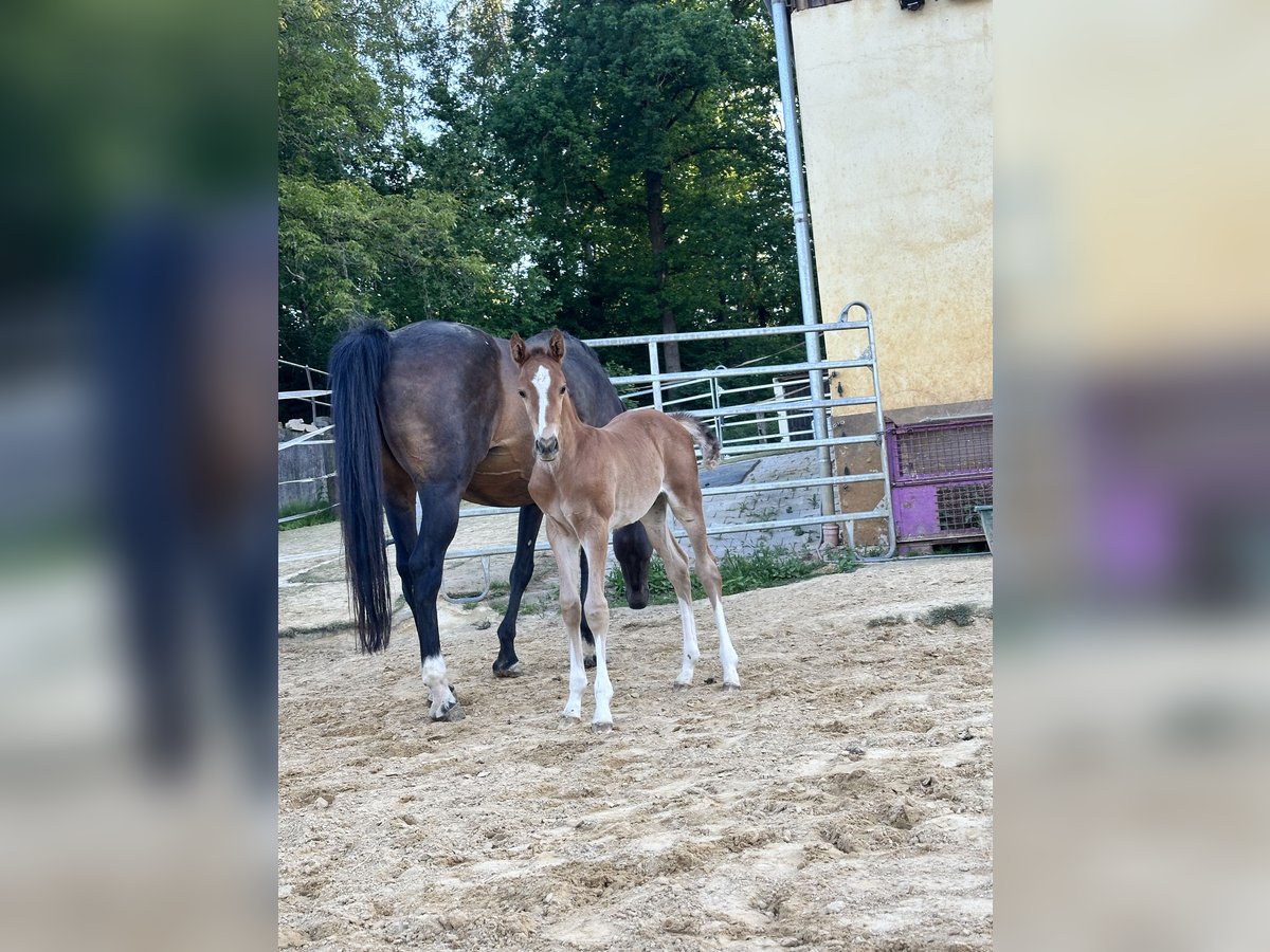 Holsteiner Étalon Poulain (05/2025) Alezan in K&#xFC;mmersbruck