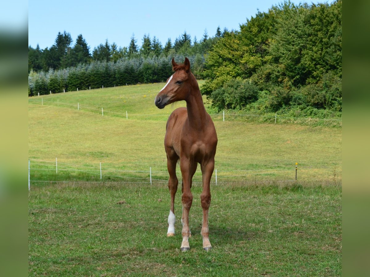 Holsteiner Étalon Poulain (05/2025) Alezan in S&#xFC;sel