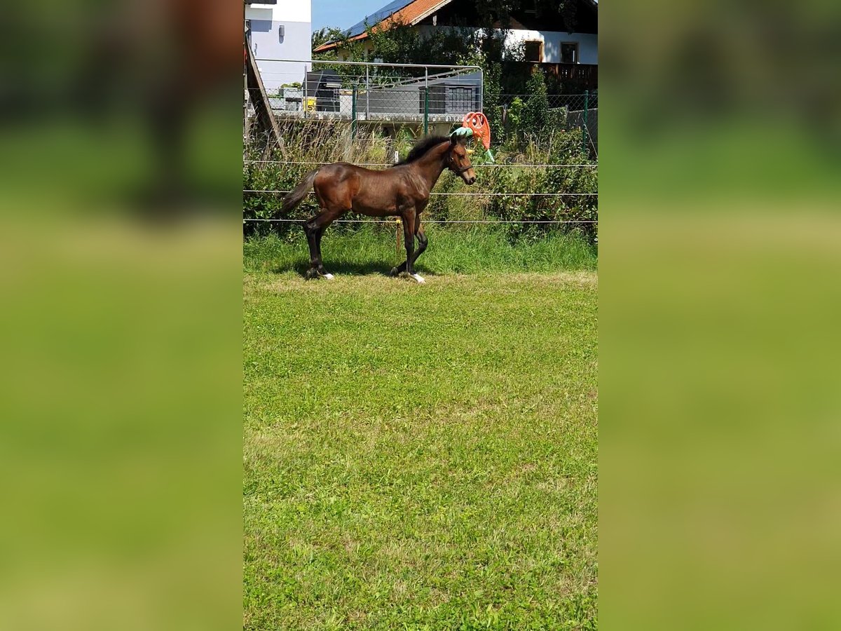 Holsteiner Étalon Poulain (04/2025) Bai in Vilsbiburg