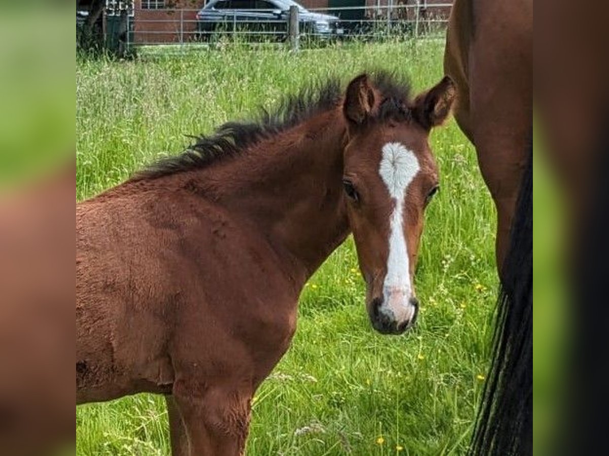 Holsteiner Étalon Poulain (04/2024) Bai in Gudendorf