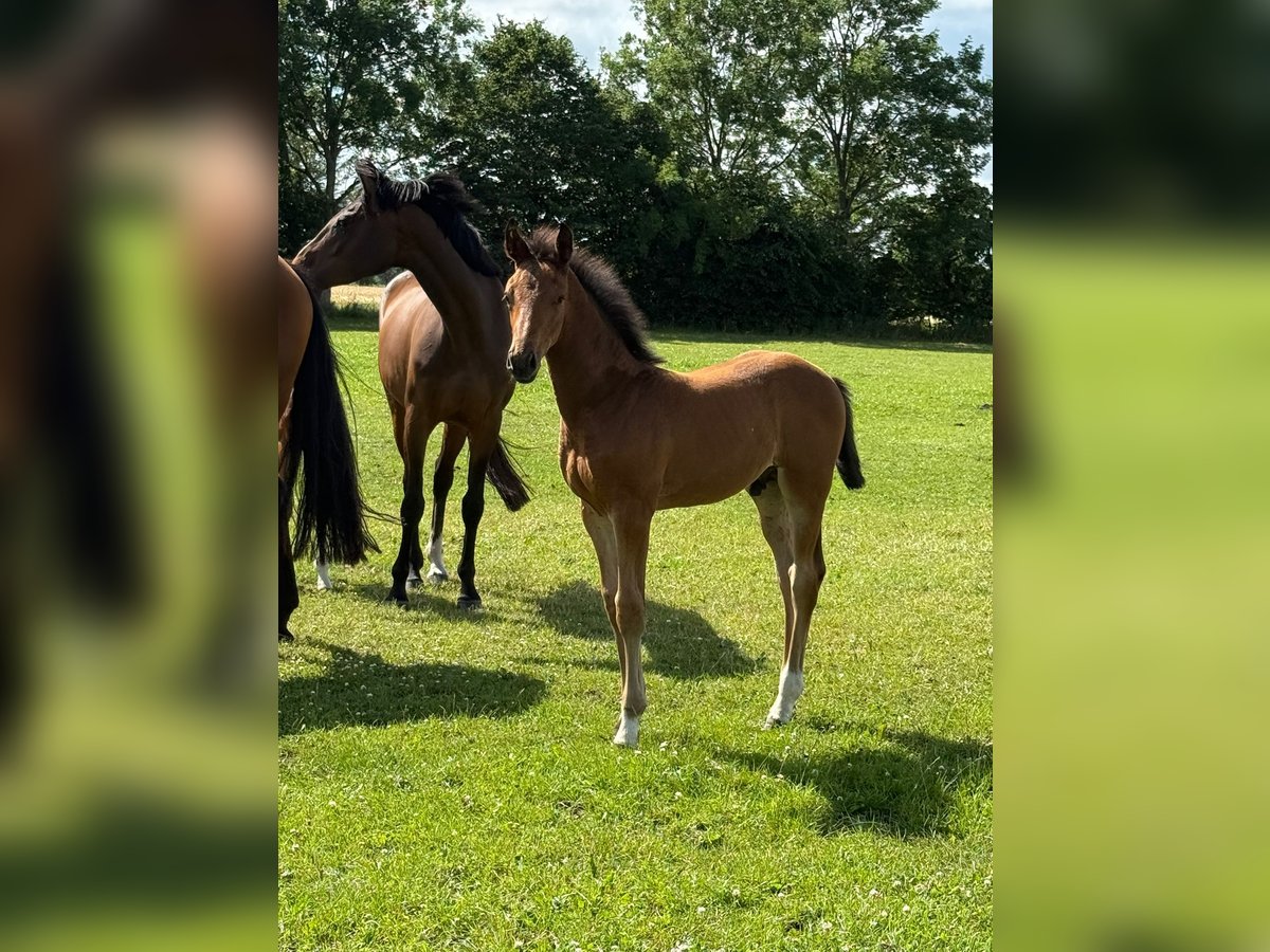 Holsteiner Étalon Poulain (04/2025) Bai in Norddorf