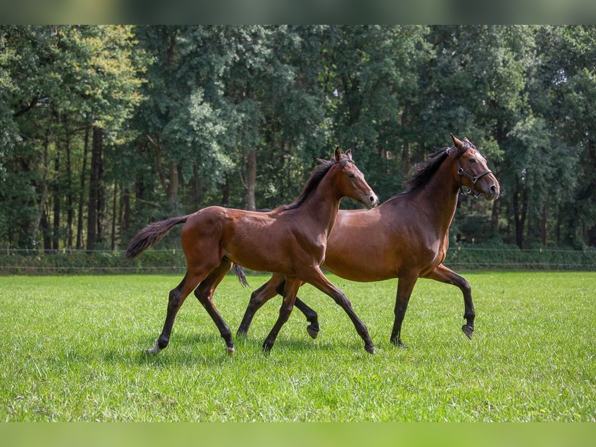 Holsteiner Étalon  Bai in Horst