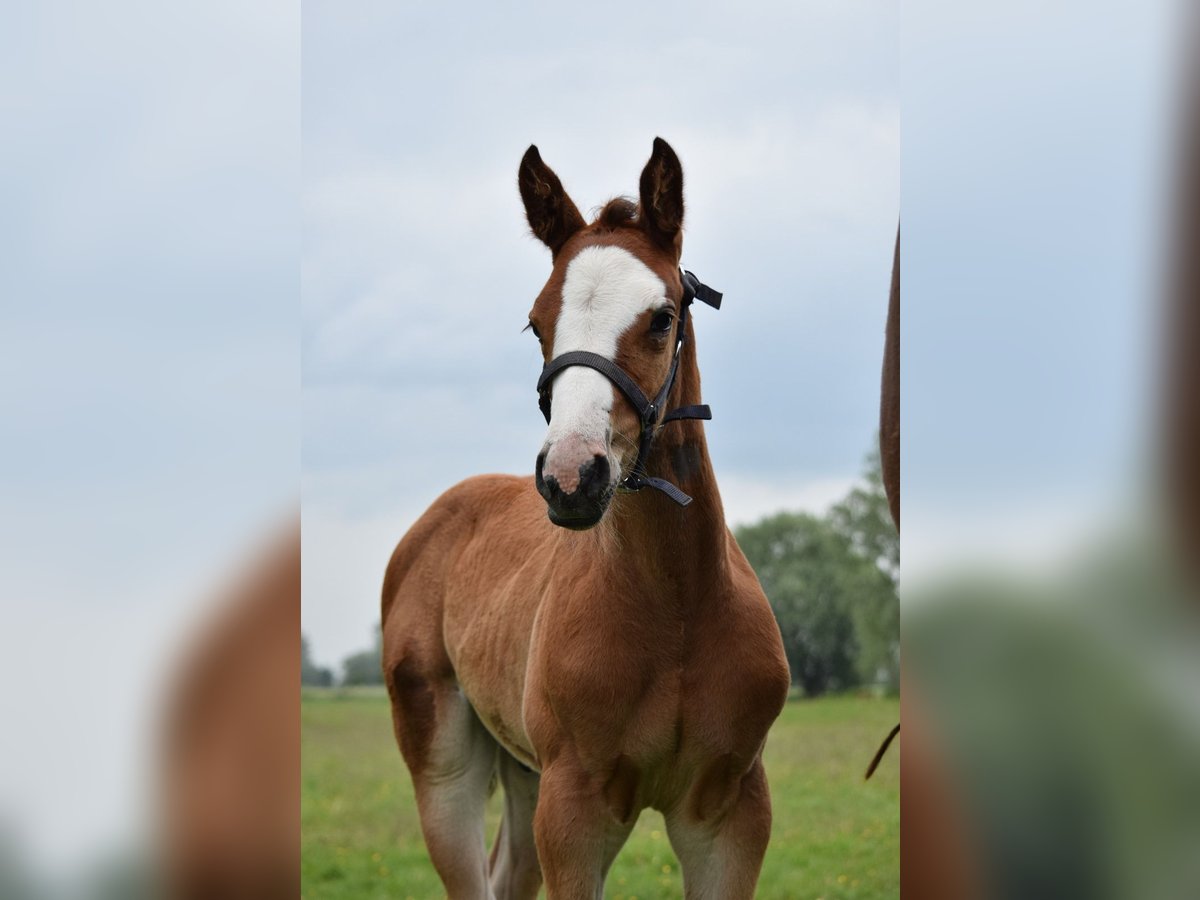 Holsteiner Étalon Poulain (05/2025) Bai in Marisfeld